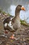 Greylag Goose at lakeshore