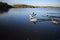 Greylag Goose Landing On Lake