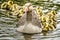 Greylag goose with offspring