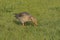 Greylag goose pecking in  the grass