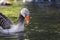 Greylag goose in pond