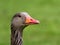 Greylag Goose portrait - anser anser