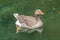 Greylag goose proudly swimming