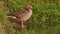 Greylag goose resting