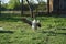 Greylag goose spreading its wings