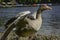 Greylag goose spreading wings