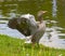 Greylag goose spreading wings