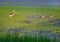 Greylag goose and squabs waddling through a swampy lake and foraging