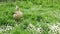 Greylag goose in St Jame\'s Park, London, UK