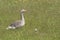 Greylag goose standing between flowers with chick