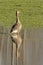 Greylag Goose standing in a marsh in the flemish countryside