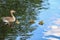 A greylag goose, with three chicks swimming on the blue water of the boating lake in Regent`s Park, London.