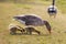 Greylag goose with three chicks walking on the grass. Anser anser