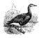 Greylag Goose, vintage illustration