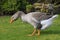 Greylag goose walking on grass