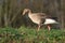 A greylag goose walking on grass