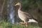 A greylag goose walking on grass