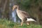 A greylag goose walking on grass