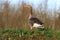 A greylag goose walking on grass head held high