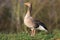 A greylag goose walking on grass head held high