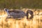 Greylag goose walking in grass in orange morning light