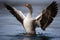 Greylag Goose with Wings Spread