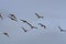 Greylag Gooses in formation flying in a blue sky Iceland.