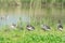 Greylag gooses in nature