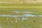 Greylag gooses at Terschelling