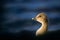 Greylag Gosling Looking Over Blue Water