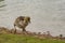 Greylag gosling Upton Warren, wildlife trust Worcestershire