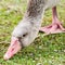 Greylag (Graylag) Goose Eating Green Grass