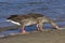 Greylag68