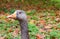 Greyleg Goose Drying After a Swim