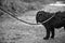 Greyscale closeup shot of a black hairy dog with a leash