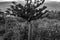 Greyscale closeup shot of a small crow sitting on a wooden column with plants in the background