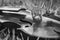 Greyscale closeup of a violin laying on a dry grass with a blurry background