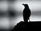 Greyscale of a crow silhouette standing on a rock with a blurry background