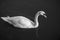 Greyscale high angle shot of a swan swimming in a lake