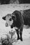 Greyscale image of a solitary cow standing in the snow-covered mountains of Apuseni, Romania