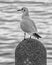 Greyscale photo of a seagull sitting on a stone and the sea in the blurred background