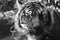 Greyscale portrait of a tiger