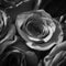 Greyscale shot of a beautiful rose flower