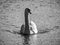 Greyscale shot of a beautiful white swan swimming in the lake