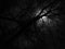 Greyscale shot of a leafless tree at night time - scary concept