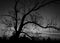 Greyscale shot of a leafless tree at night time - scary concept