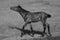 Greyscale shot of a lonely horse walking in grassland in Inner Mongolia