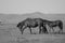 Greyscale shot of a mother and baby horses walking in grassland in Inner Mongolia