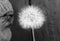 Greyscale shot of an old person blowing a dandelion under the lights with a blurred background
