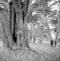 Greyscale shot of the trunk of a huge tree in the park